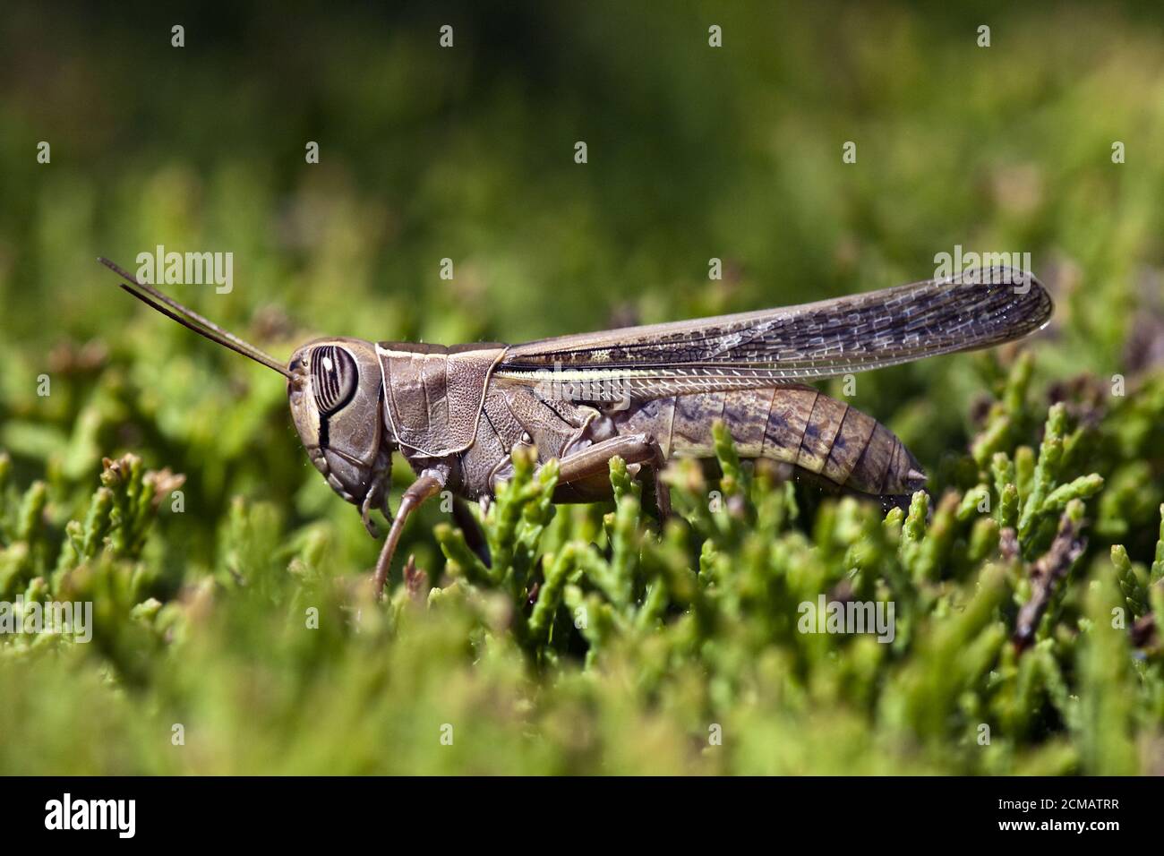 Calliptamus italicus Banque D'Images