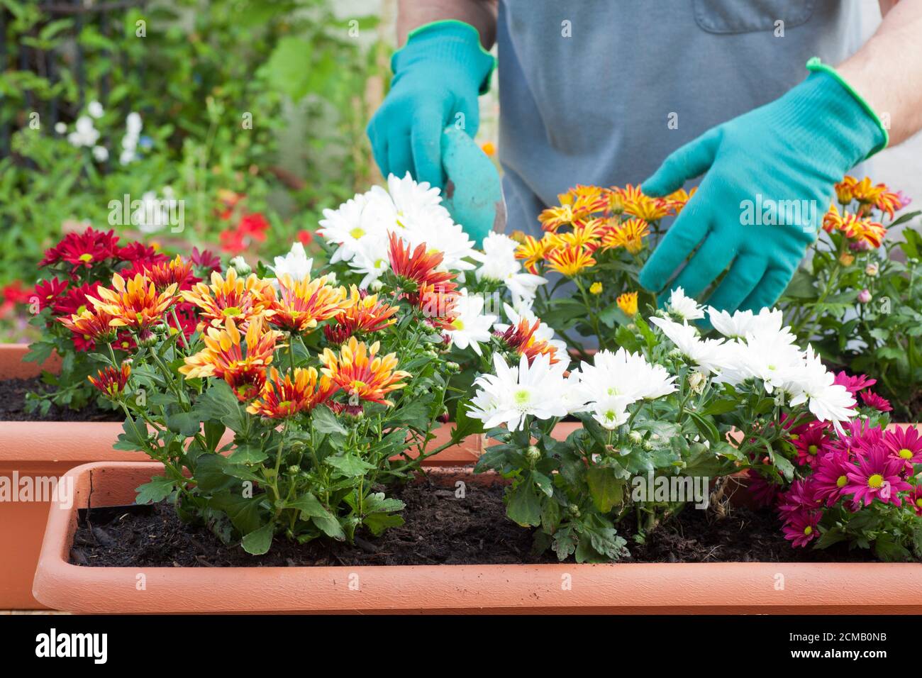 Mains de jardinier empotant des fleurs dans la serre ou le jardin - accent sélectif sur les fleurs - chrysanthème Banque D'Images