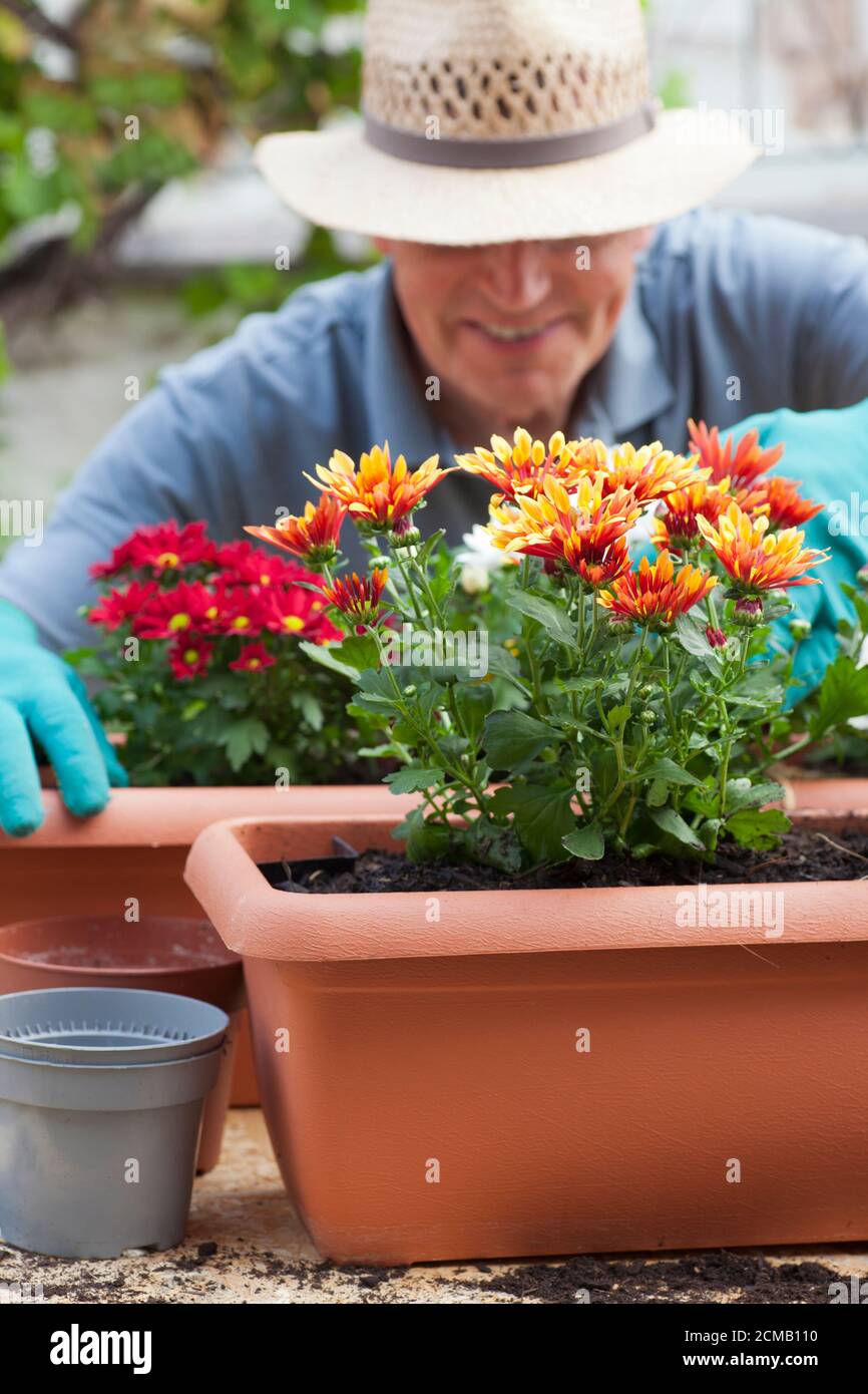 Jardinier mûr souriant travaillant avec des fleurs - chrysanthème Banque D'Images