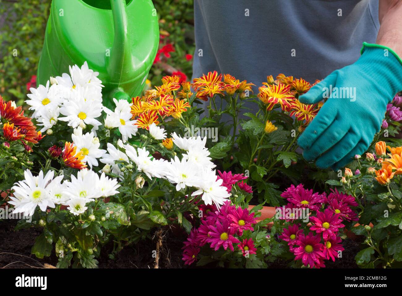 Jardinier arroser des fleurs avec un Wateriung peut n un greenhous ou jardin - chrysanthème Banque D'Images