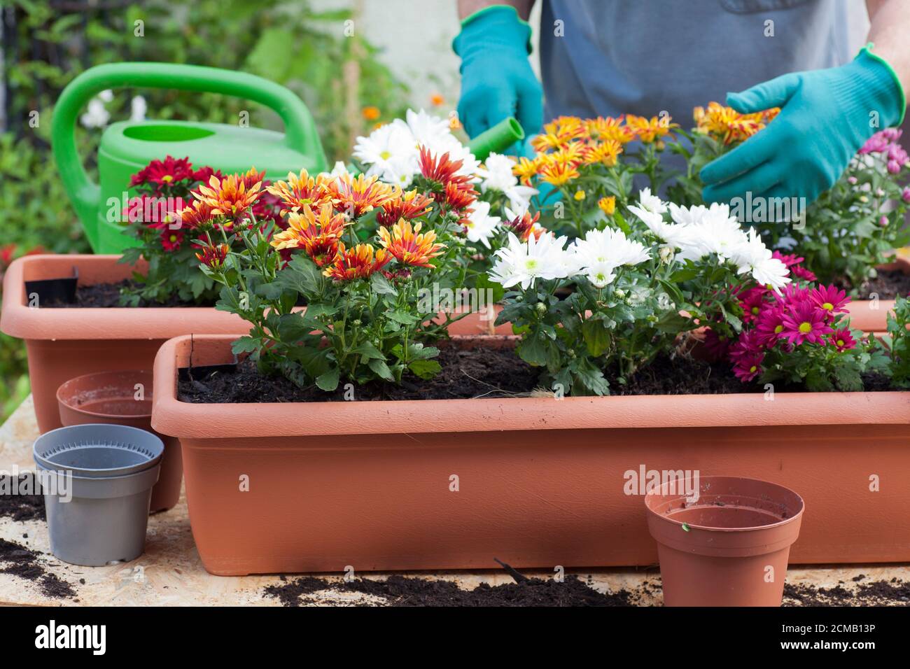 Jardinier en pot des fleurs dans une serre ou un jardin - chrysanthème Banque D'Images