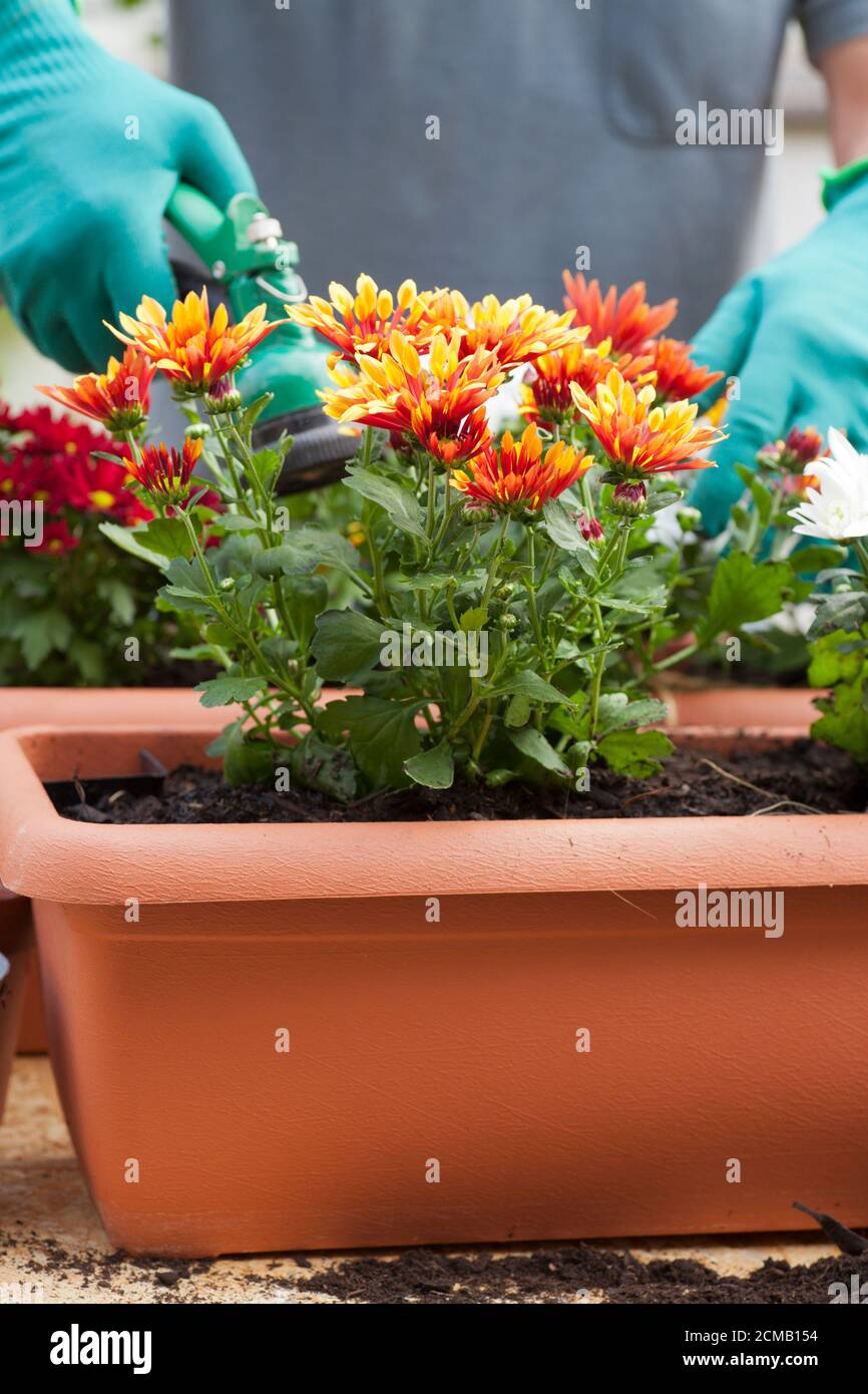 Jardinier arroser des fleurs avec un Wateriung peut n un greenhous ou jardin - chrysanthème Banque D'Images