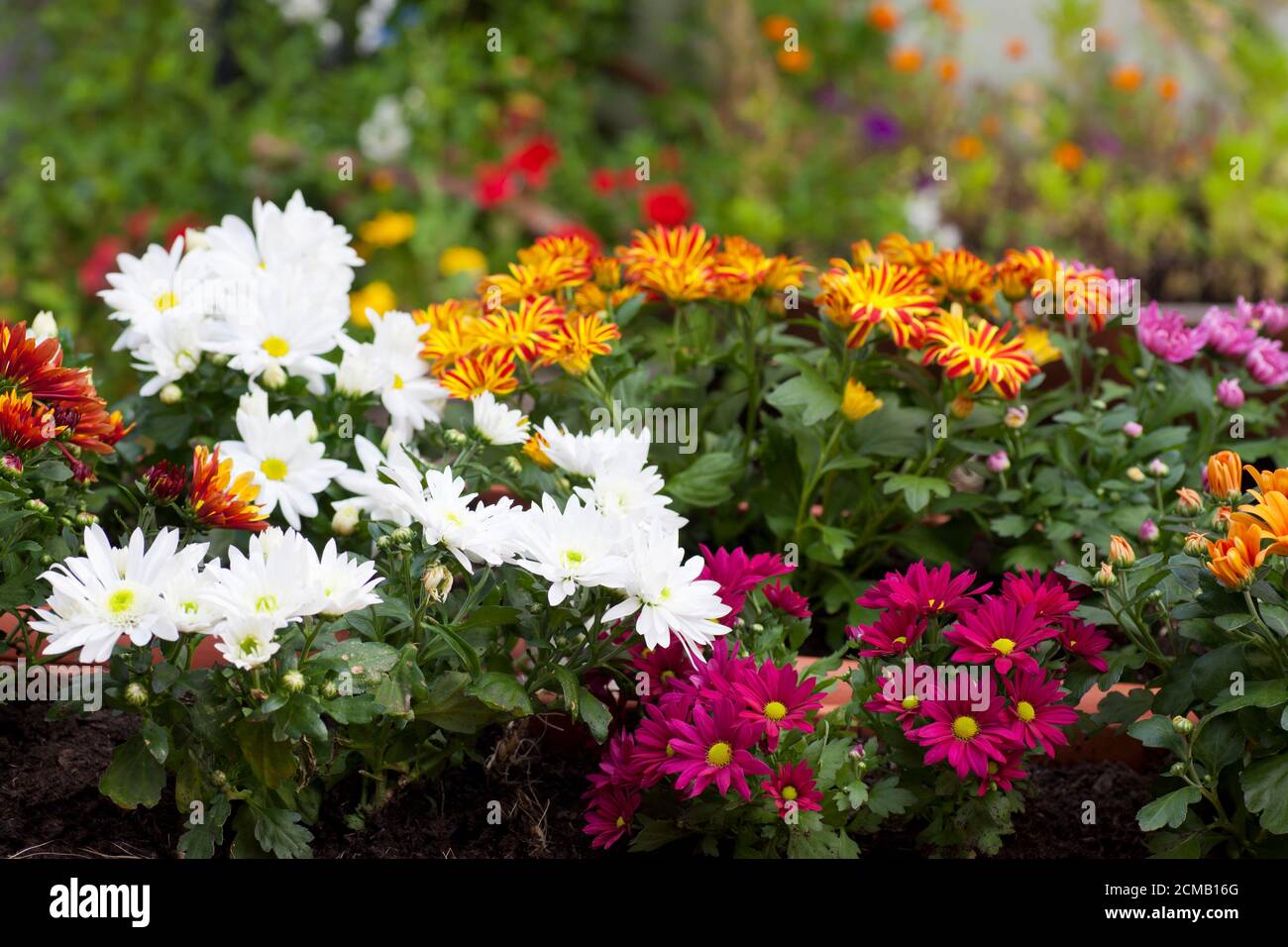 Fleurs colorées en automne dans un jardin - foyer sélectif sur les chrysanthèmes au premier plan Banque D'Images