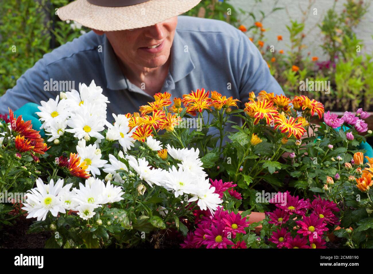 Jardinier mûr souriant regardant les fleurs - Chrysanthemum Banque D'Images