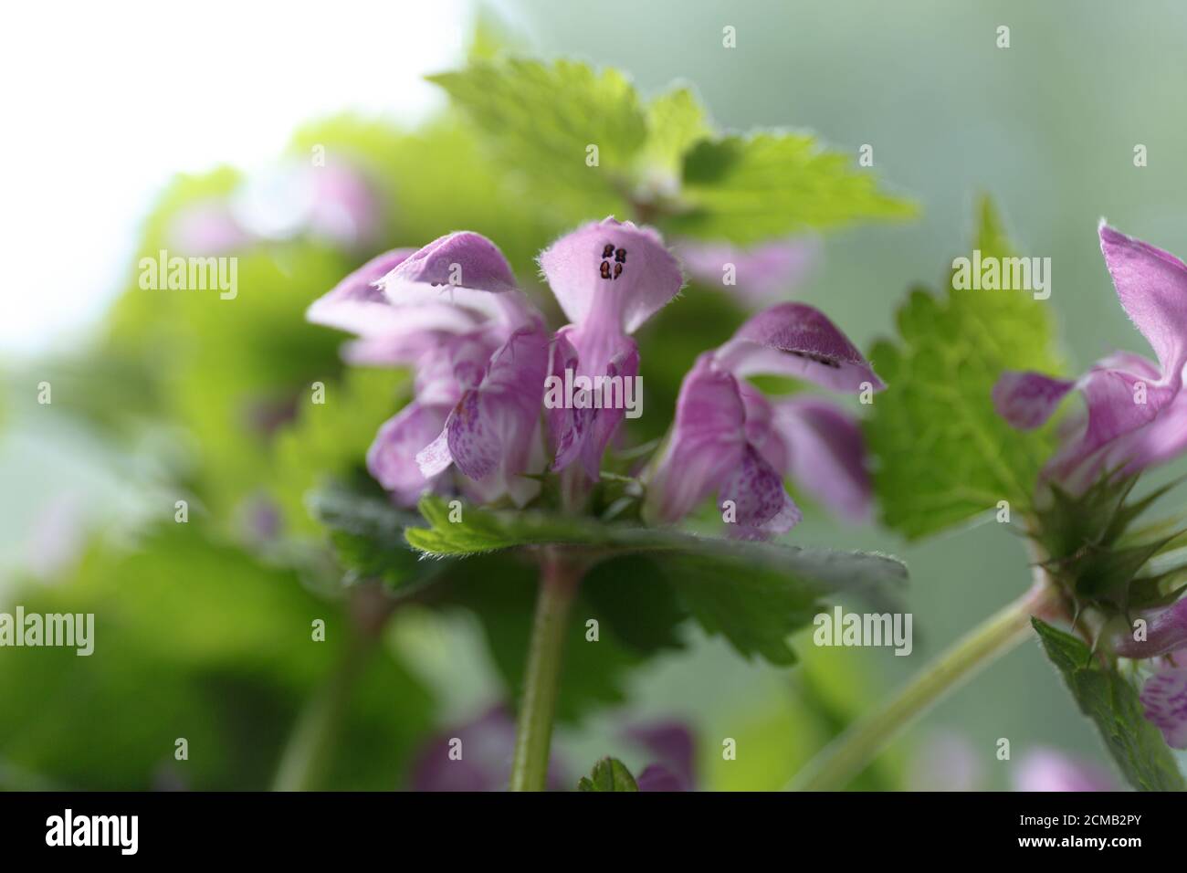 Lamium purpueum. Fleurs violettes aux feuilles vertes de près Banque D'Images