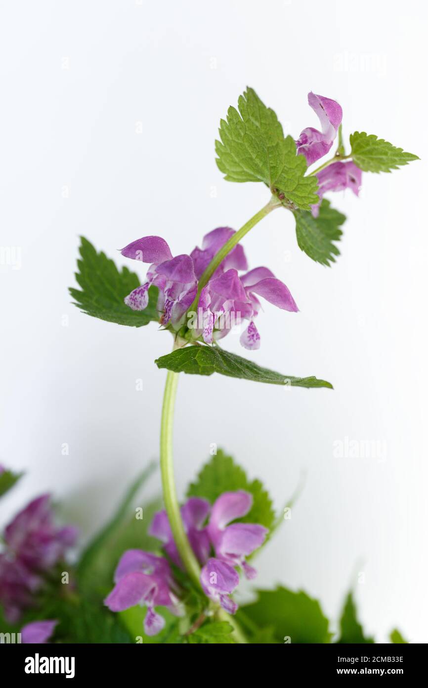 Lamium purpueum. Fleurs violettes avec feuilles vertes sur fond blanc Banque D'Images