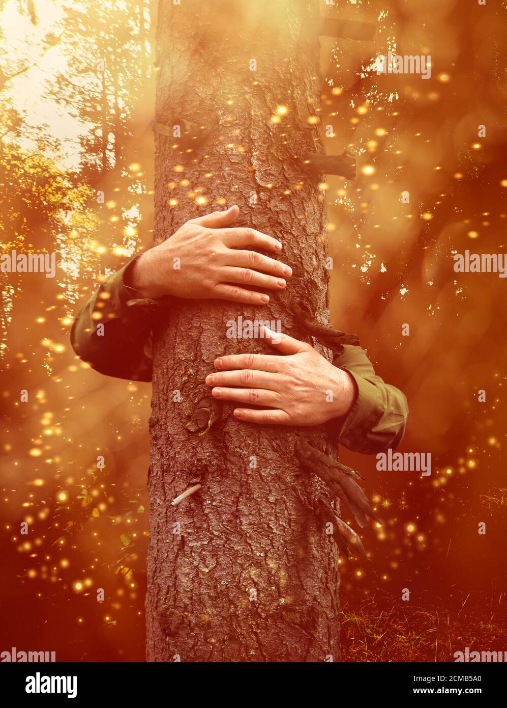 Les mains autour d'un vieux tronc d'arbre, embrassant dans la forêt magique, concept environnemental Banque D'Images