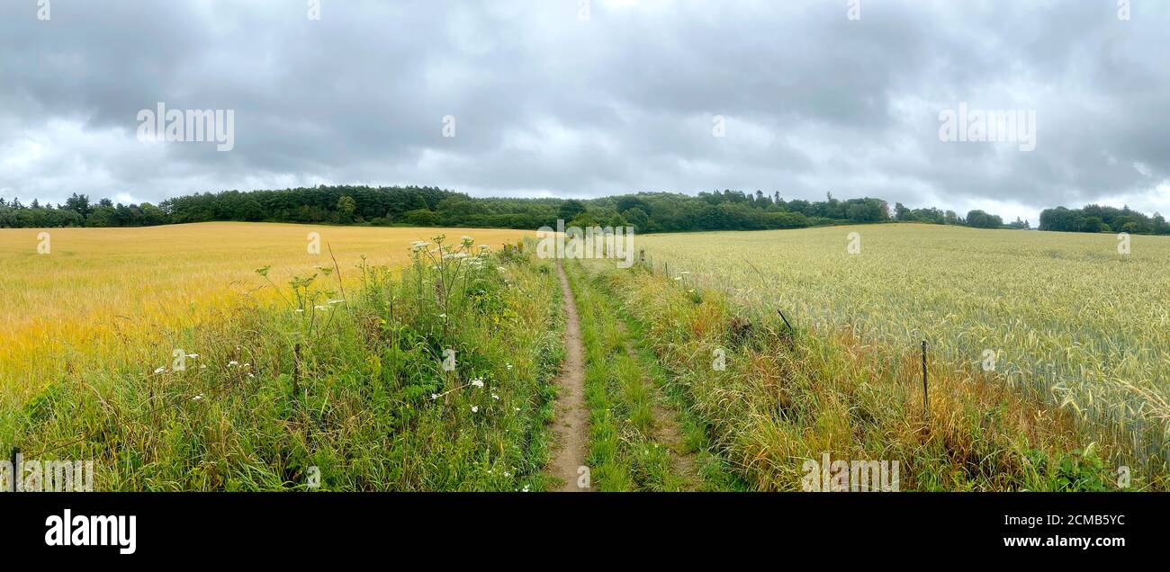 Un sentier de campagne mène à travers les champs jusqu'à la colline de Hydon's ball / Octavia Hill près de Hambledon dans Surrey. Banque D'Images