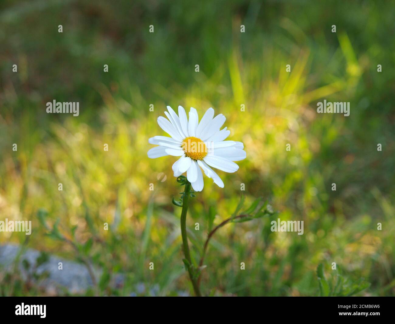 Fleur Marguerite Banque D'Images