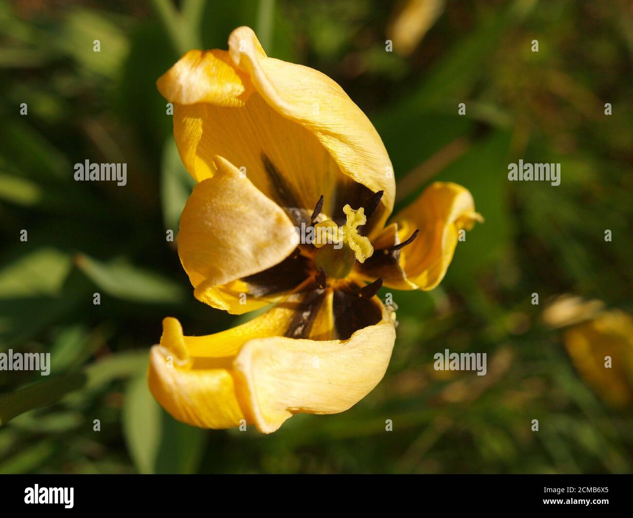 Tulipe jaune arrivant à la fin de sa période de circulation Banque D'Images