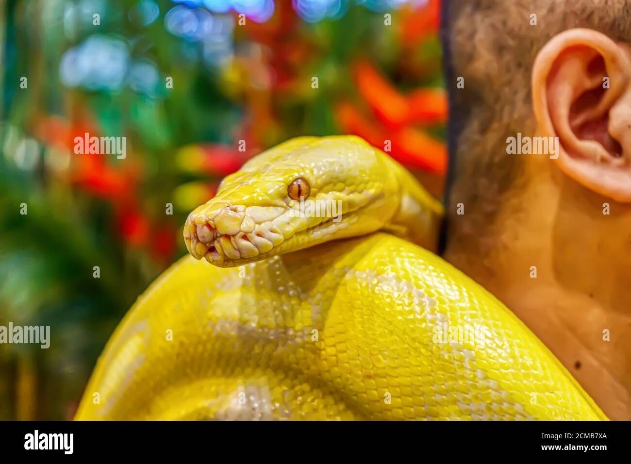 Le python birman d'Albino s'enroule autour d'un homme. Son animal de compagnie populaire en Thaïlande. Banque D'Images