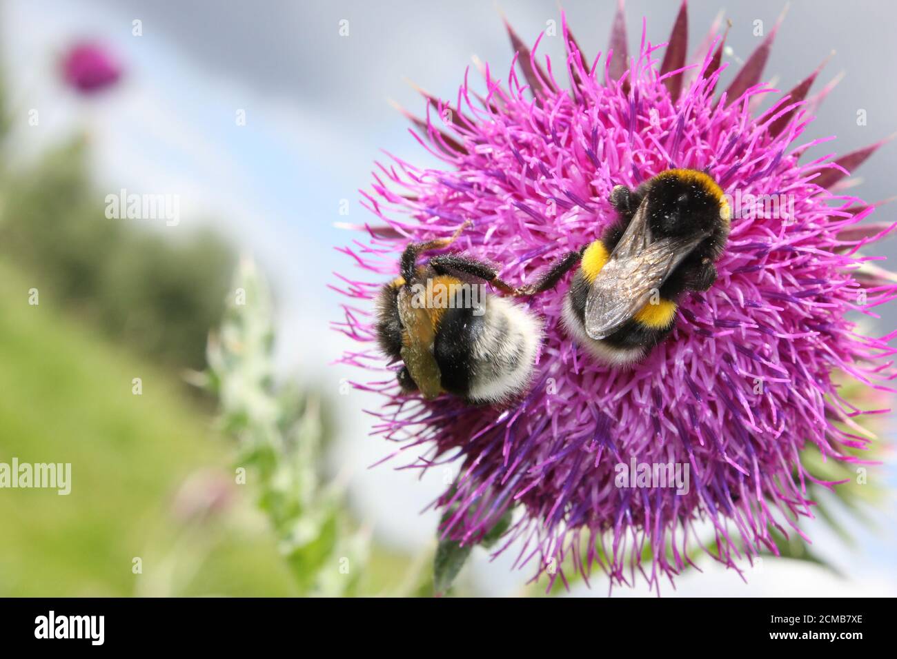abeille sur une fleur Banque D'Images