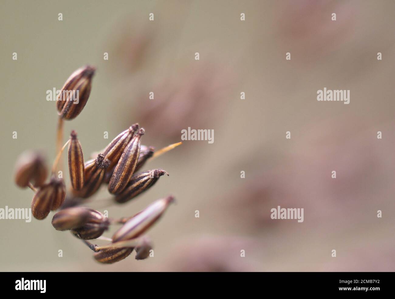 Graines de fleurs Banque D'Images