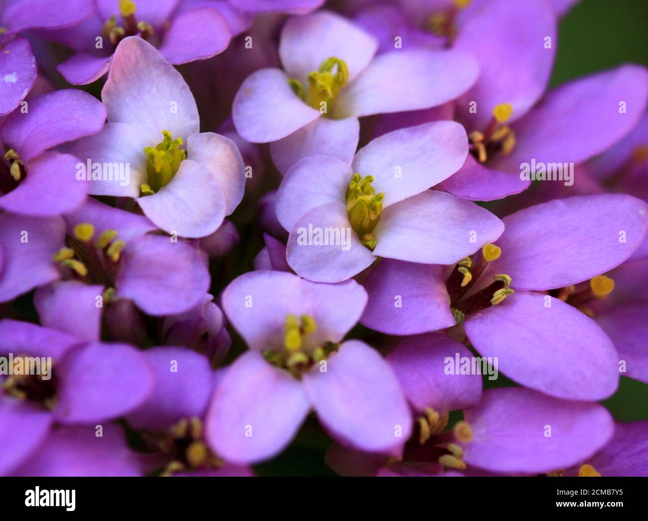 Fleur gros plan Banque D'Images