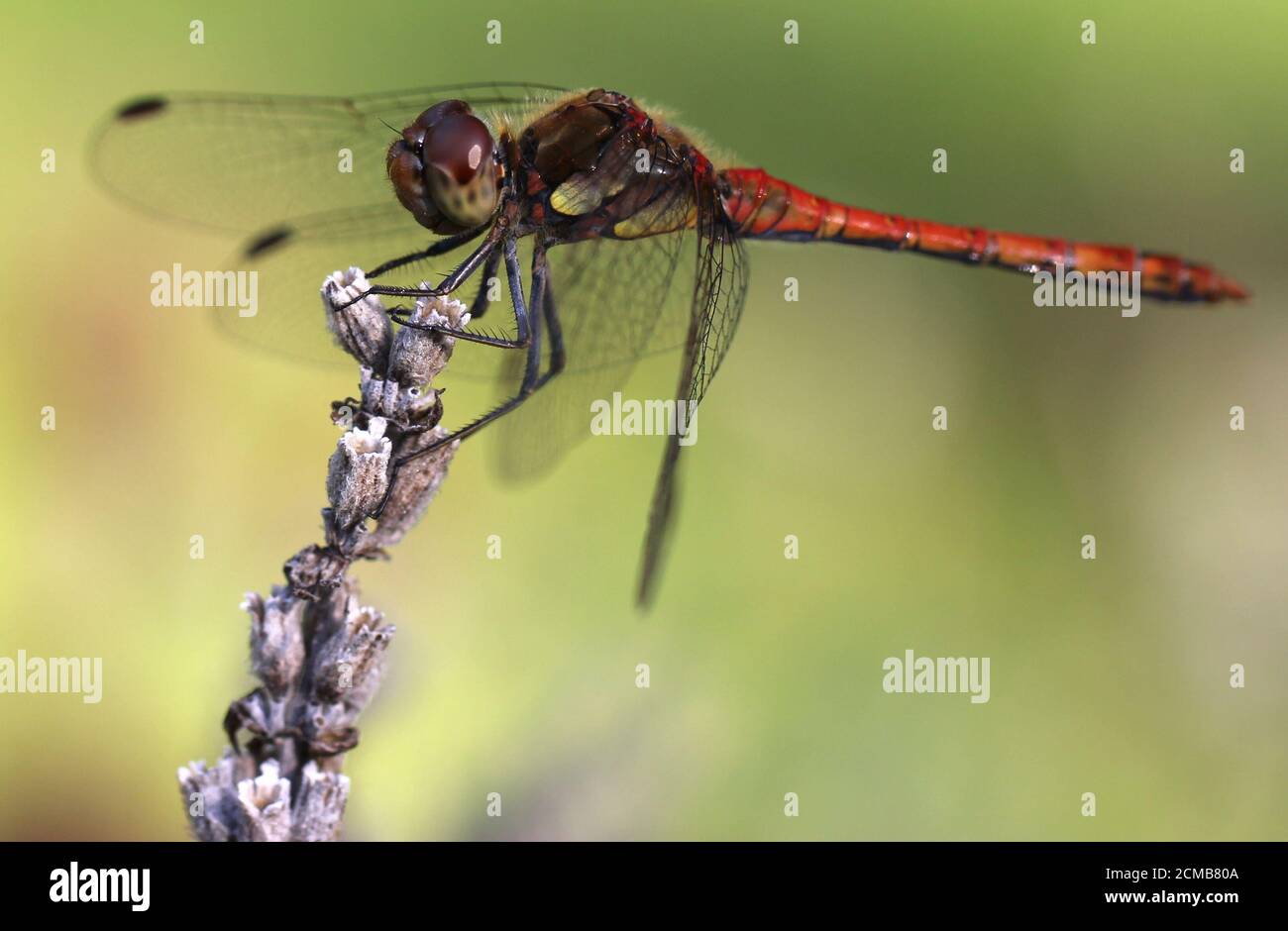 Libelle auf einer Blume Banque D'Images