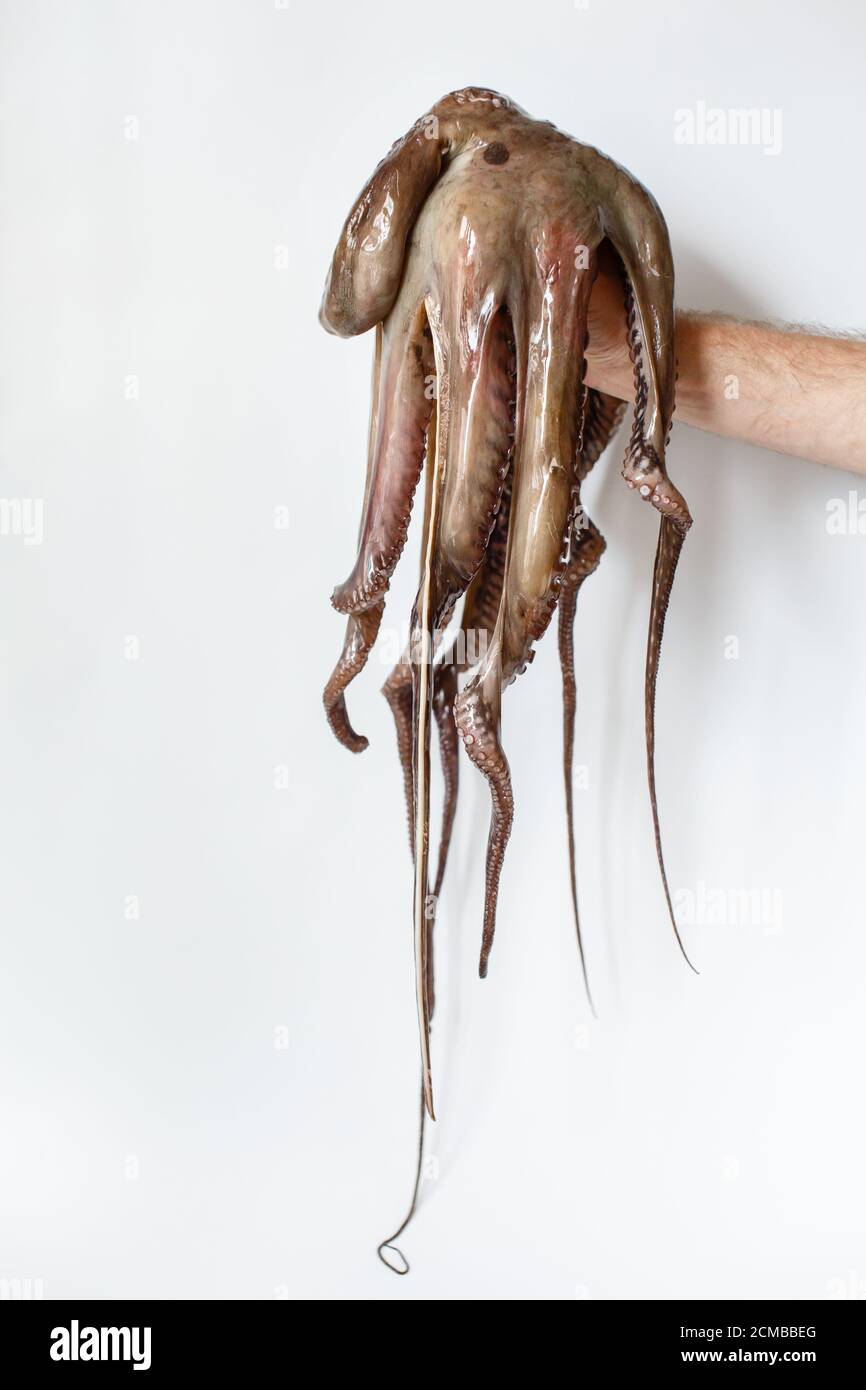 Fruits de mer, main tenant un gros poulpe entier cru sur fond blanc Banque D'Images