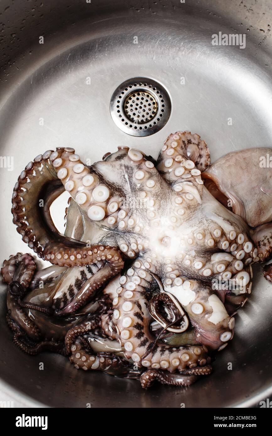 Fruits de mer, gros pieuvre cru dans un évier prêt à préparer, vue d'en haut Banque D'Images
