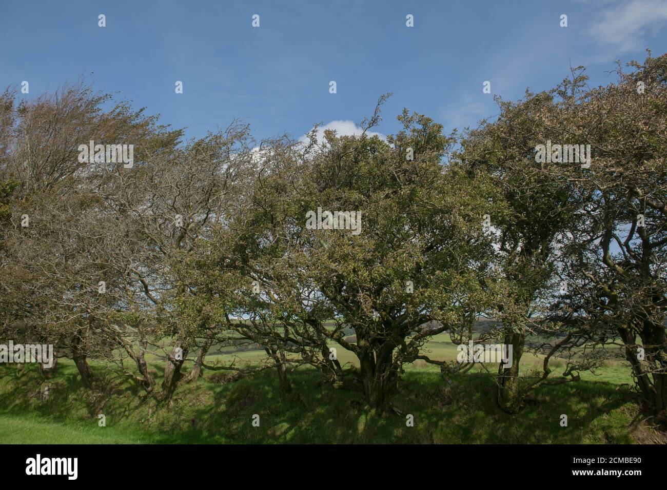 Feuillage automnal des Beech (Fagus sylvatica) Grandir dans un Hedgerow sur une banque de Grassy sur le Landes du parc national d'Exmoor dans le Somerset rural Banque D'Images