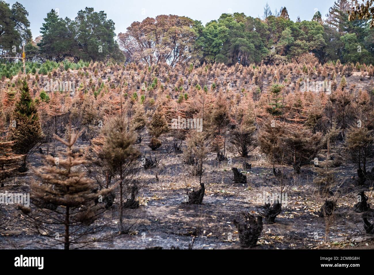 SANTA CRUZ, CALIFORNIE - SEPTEMBRE 16 : vue générale des arbres brûlés sur la pente Empire après le feu du complexe CZU Lightning à travers des parties de Felton dans le comté de Santa Cruz, Californie, États-Unis, le jeudi 20 août 2020. Depuis le début de l'année, les feux de forêt ont brûlé plus de 3.2 millions d'acres en Californie. Depuis août 15, lorsque l'activité d'incendie de la Californie s'est élevée, il y a eu 25 morts et plus de 4,200 structures détruites. Photo : Chris Tuite/ImageSPACE/MediaPunch Banque D'Images