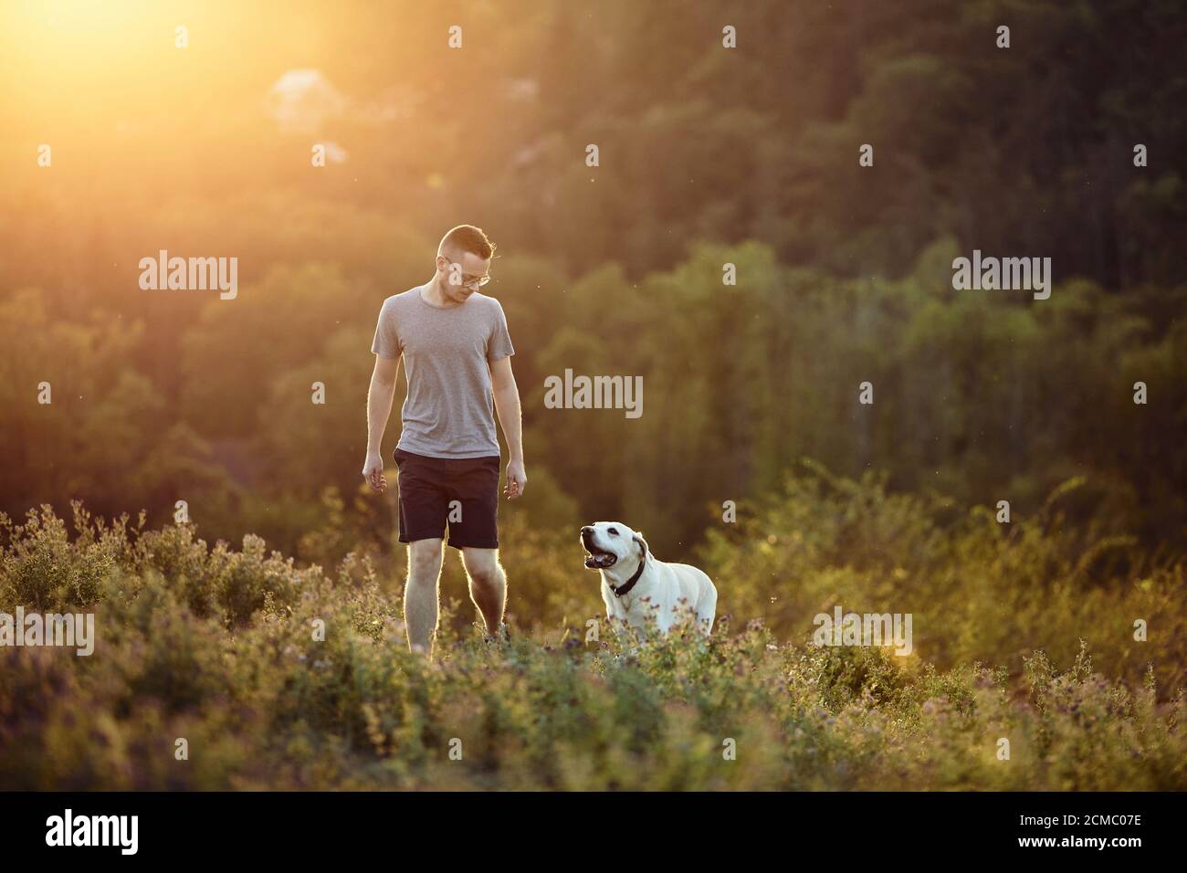 Homme avec chien sur la prairie au coucher du soleil. Propriétaire d'animal de compagnie marchant avec son Labrador retriever mignon dans l'herbe. Banque D'Images