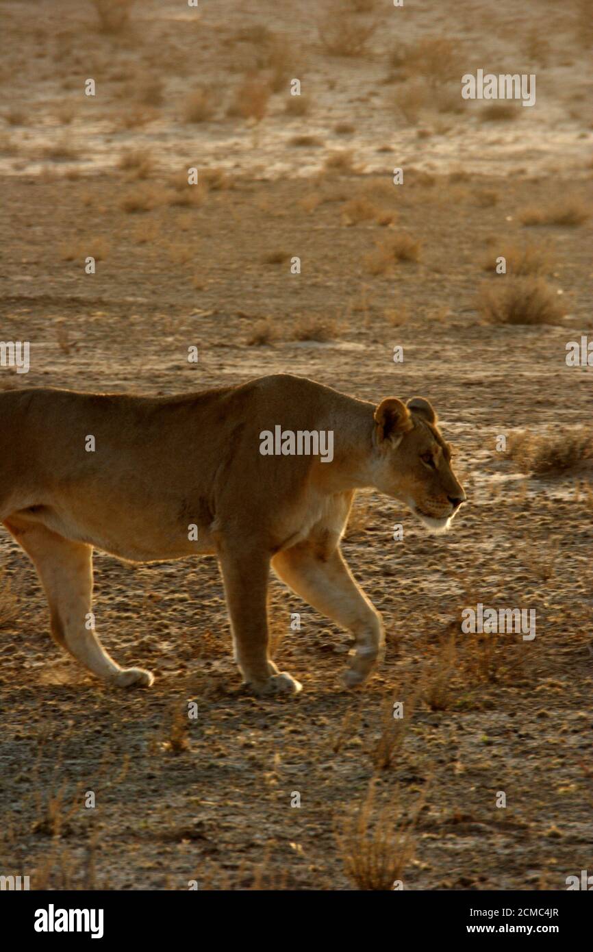 animaux et paysage africains Banque D'Images