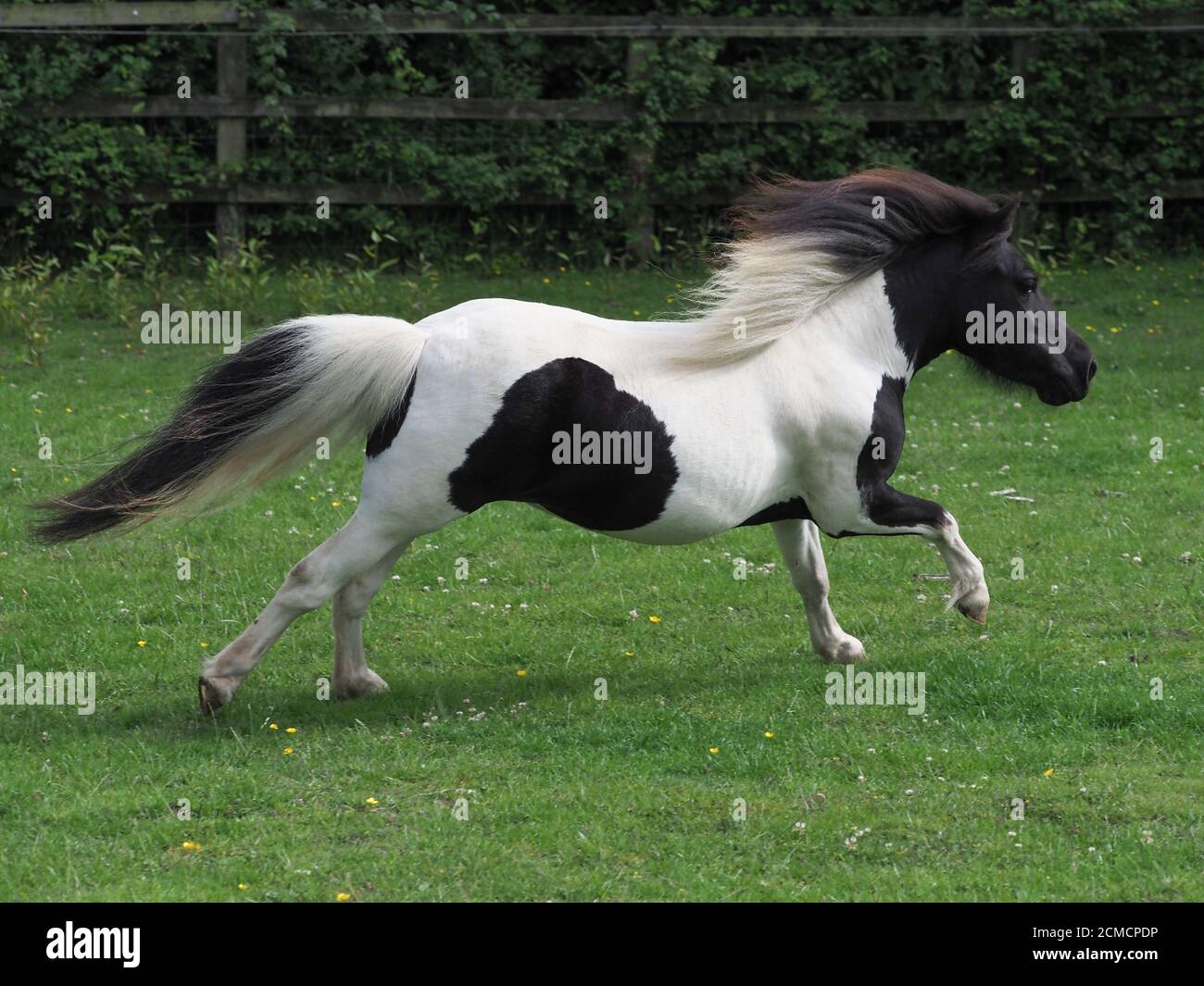 Miniature pony riding Banque de photographies et d’images à haute ...