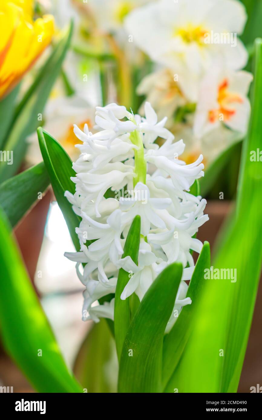 La jacinthe blanche à fleurs (jacinthus orientalis) pousse dans le lit à  fleurs. Fond floral, jardinage Photo Stock - Alamy