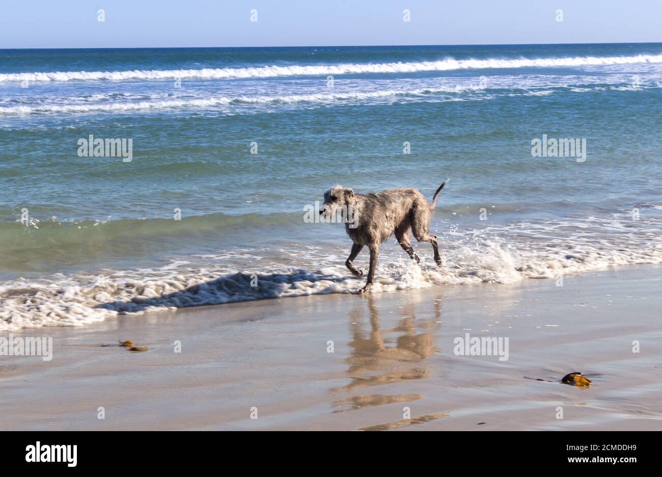 Chiens jouant sur la plage, le Cap, Afrique du Sud Banque D'Images