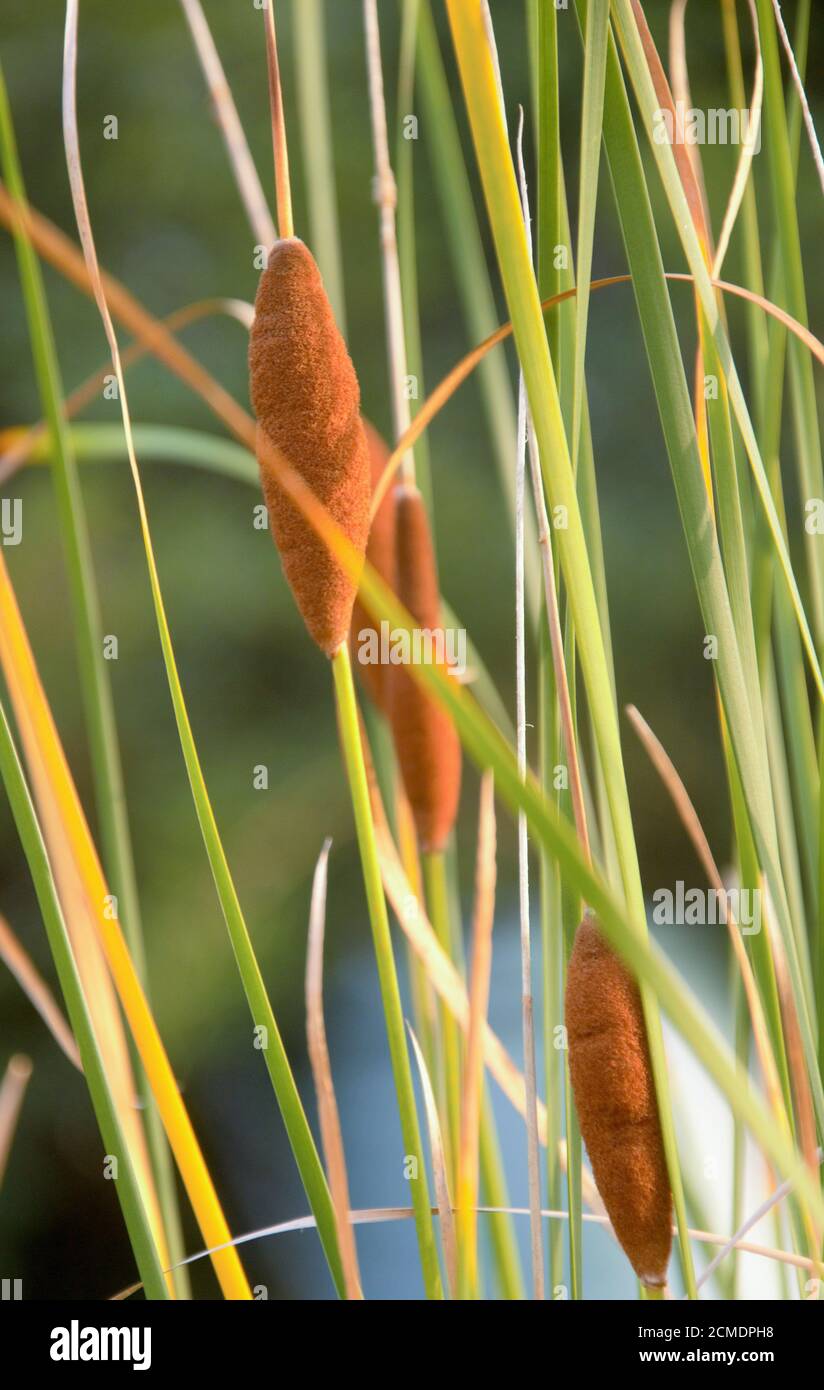 Nine Reed Mace Typha minima Banque D'Images