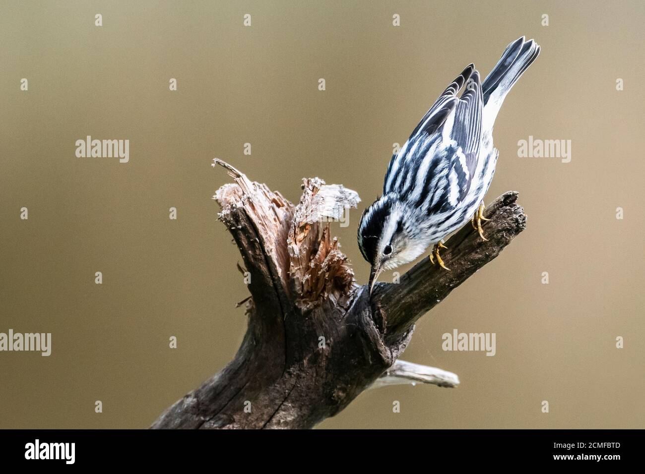 Verruleur noir et blanc pendant la migration de Songbird d'automne Banque D'Images