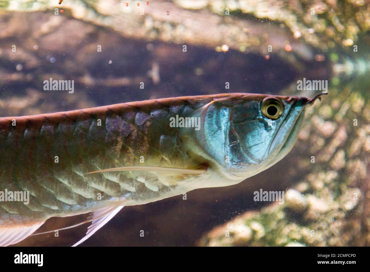 Osteoglossum bicirhosum argentée arowana dans l'aquarium lumière du soleil Banque D'Images