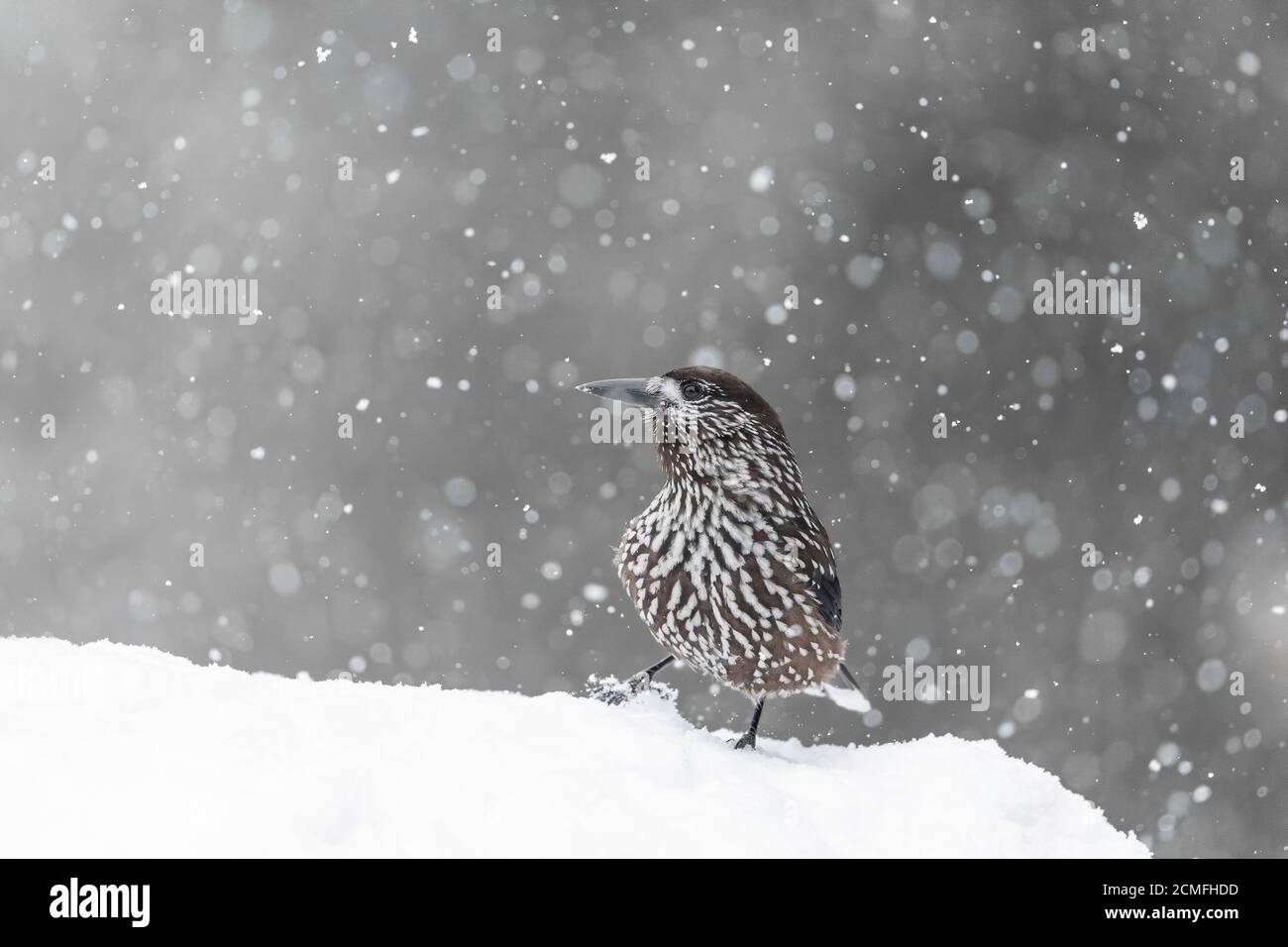 Casse-noisette (Nucifraga caryocatactes), montagne Vitosha, Sofia, Bulgarie Banque D'Images