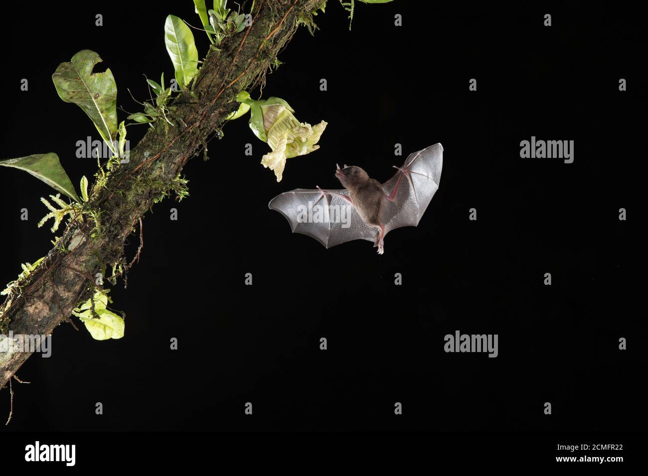 Le Bat long tongué de Pallas (Glossophaga soricina) se nourrissant de la fleur de gourde Calabash (Crescentia cujete), forêt tropicale des basses terres, Costa Rica Banque D'Images