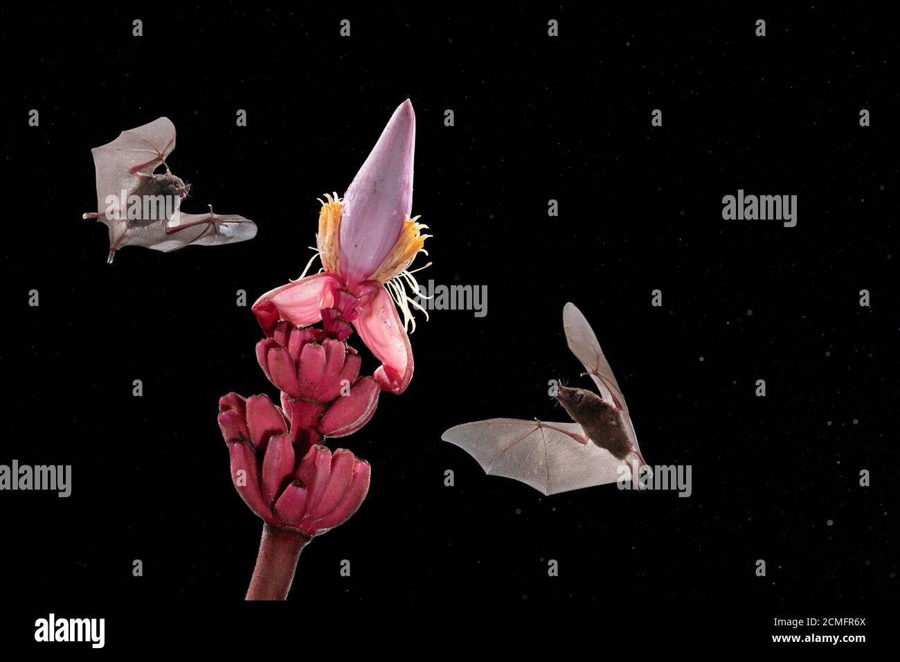 Les Bats à longue tonalité de Pallas (Glossophaga soricina) se nourrissant de la banane à fleurs (Musa ornata), forêt tropicale des basses terres, Costa Rica Banque D'Images