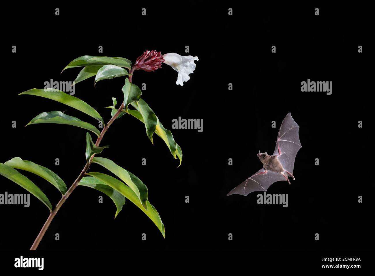 Le Bat long tongué de Pallas (Glossophaga soricina) se nourrissant de la fleur de Costus blanc (Costus speciosus), forêt pluviale des plaines, Costa Rica Banque D'Images