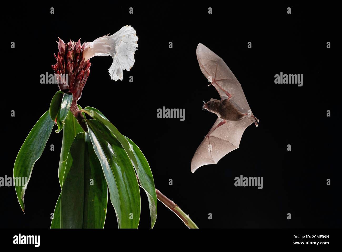 Le Bat long tongué de Pallas (Glossophaga soricina) se nourrissant de la fleur de Hite Costus (Costus speciosus), forêt tropicale des basses terres, Costa Rica Banque D'Images