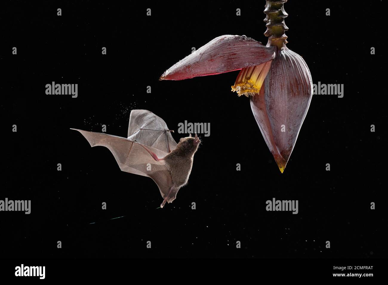 Le Bat long tongué de Pallas (Glossophaga soricina) se nourrissant de fleurs de Banana (mousse d'inflorescence), forêt tropicale des basses terres, Costa Rica Banque D'Images