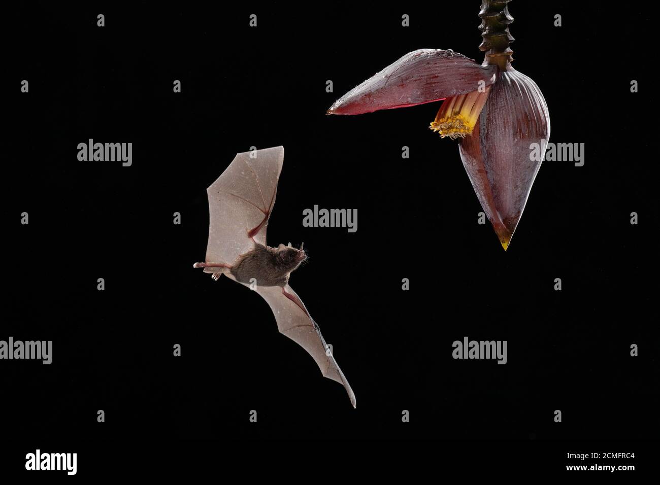 Le Bat long tongué de Pallas (Glossophaga soricina) se nourrissant de fleurs de Banana (mousse d'inflorescence), forêt tropicale des basses terres, Costa Rica Banque D'Images