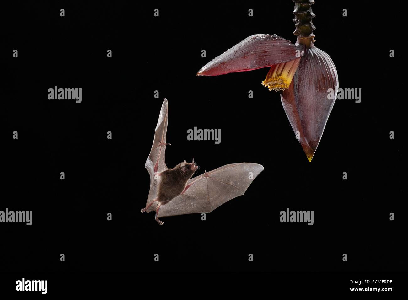 Le Bat long tongué de Pallas (Glossophaga soricina) se nourrissant de fleurs de Banana (mousse d'inflorescence), forêt tropicale des basses terres, Costa Rica Banque D'Images