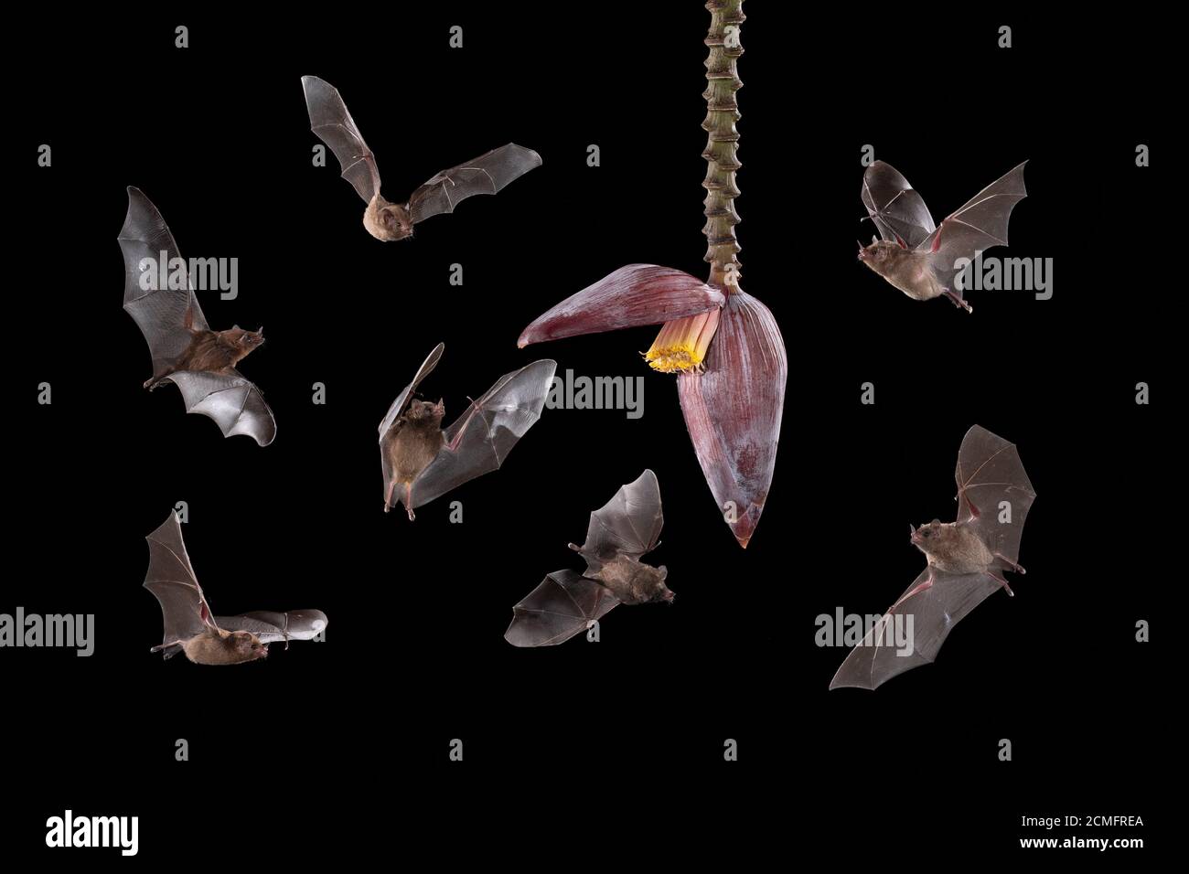 Les Bates à long ton de Pallas (Glossophaga soricina) se nourrissant de fleurs de Banana (mousse à inflorescence), forêt tropicale des basses terres, Costa Rica (image composite) Banque D'Images