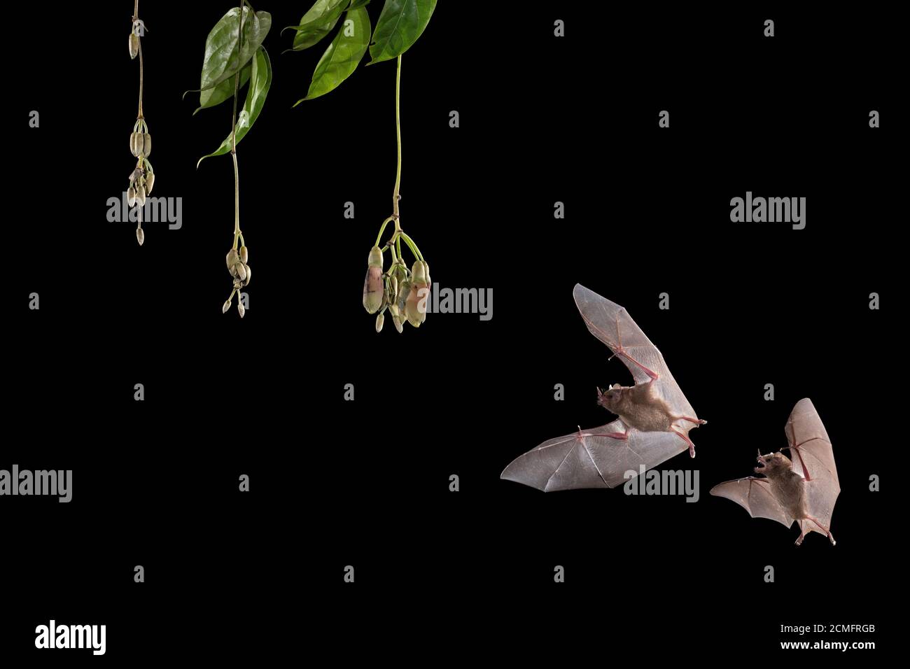 Deux chauves-souris de Pallas (Glossophaga soricina) se nourrissant de la fleur de Mucuna (Mucuna sp.), forêt tropicale des basses terres, Costa Rica Banque D'Images