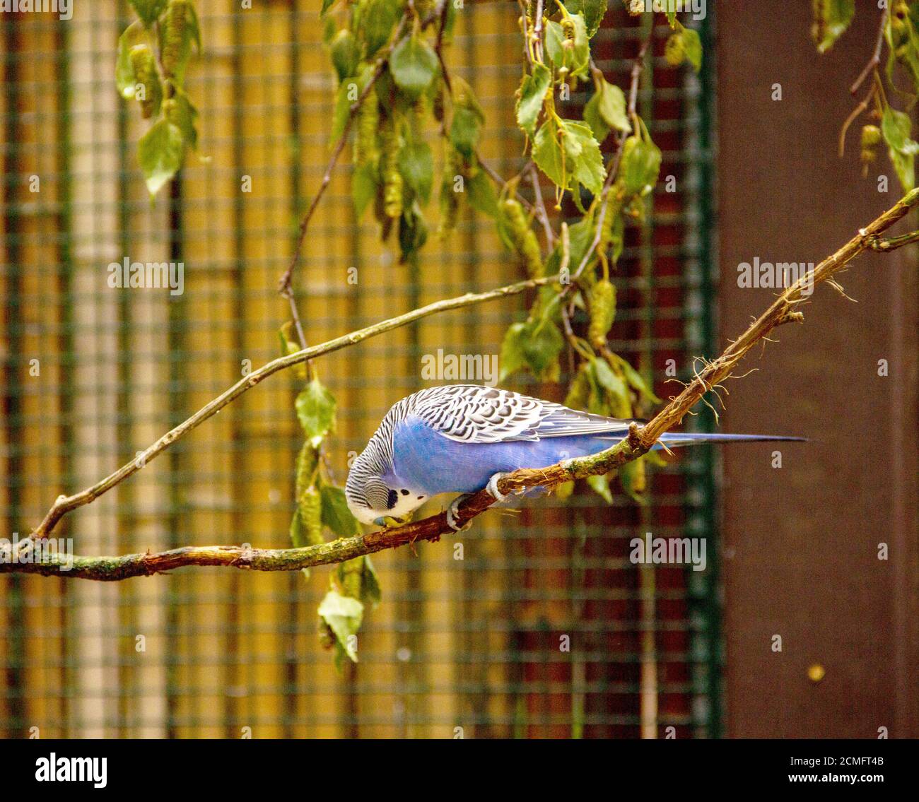 Vue sur un cobourgeon bleu assis sur une branche, latino Melopsittacus undulatus Banque D'Images