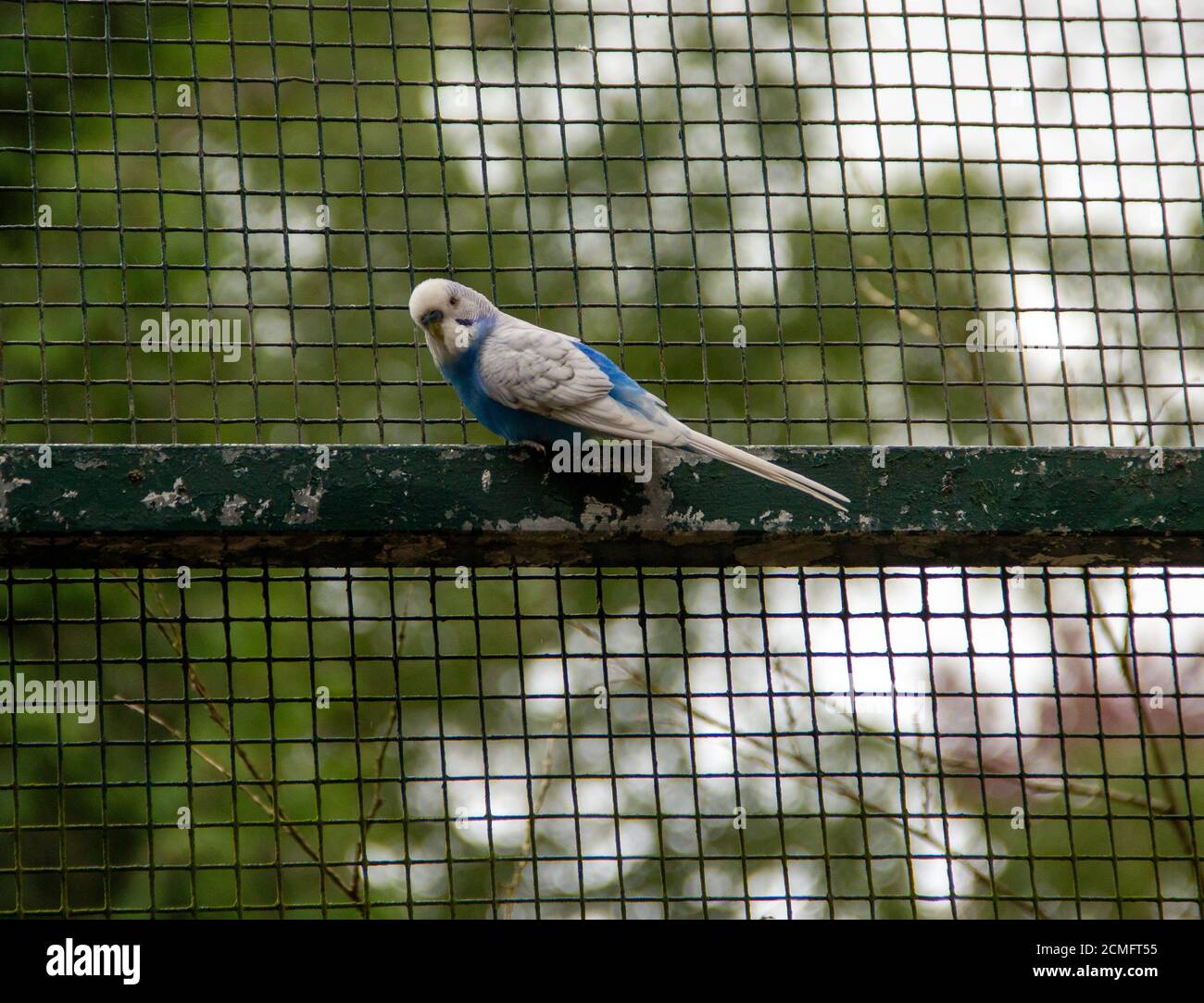 Vue sur un cooptère bleu et blanc sur une cage d'oiseaux en treillis, latino Melopsittacus undulatus Banque D'Images