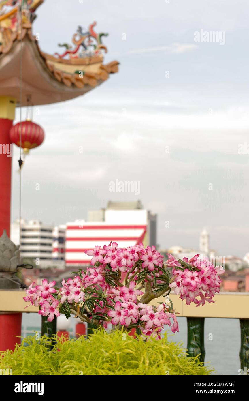 GEORGETOWN, MALAISIE - 18 JANVIER 2016 : vue rapprochée de Hean Boo Thean Kuanyin t bouddhiste chinois Banque D'Images