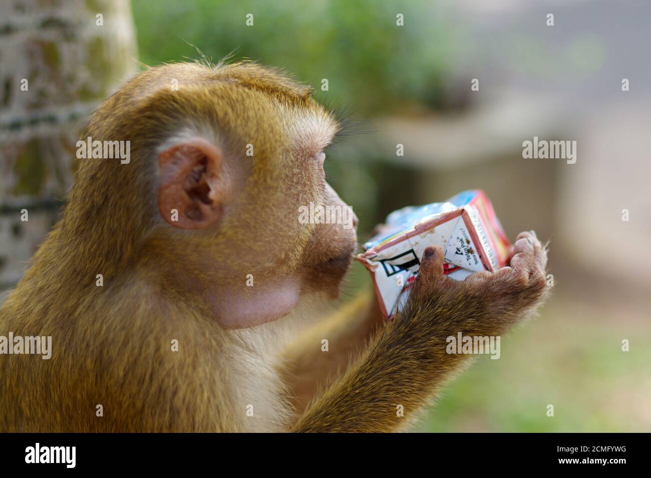 À longue queue mâle solitaire monkey mountain boire du jus à partir d'un package, Close up. macaca en Thaïlande Banque D'Images
