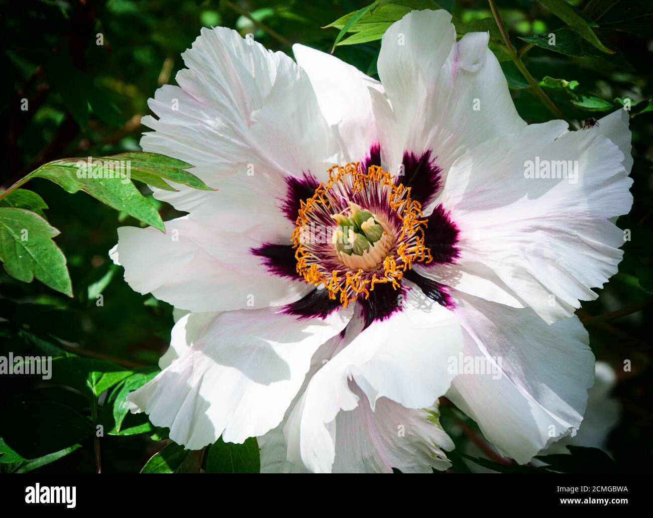Grande fleur blanche arbre pivoine Banque D'Images