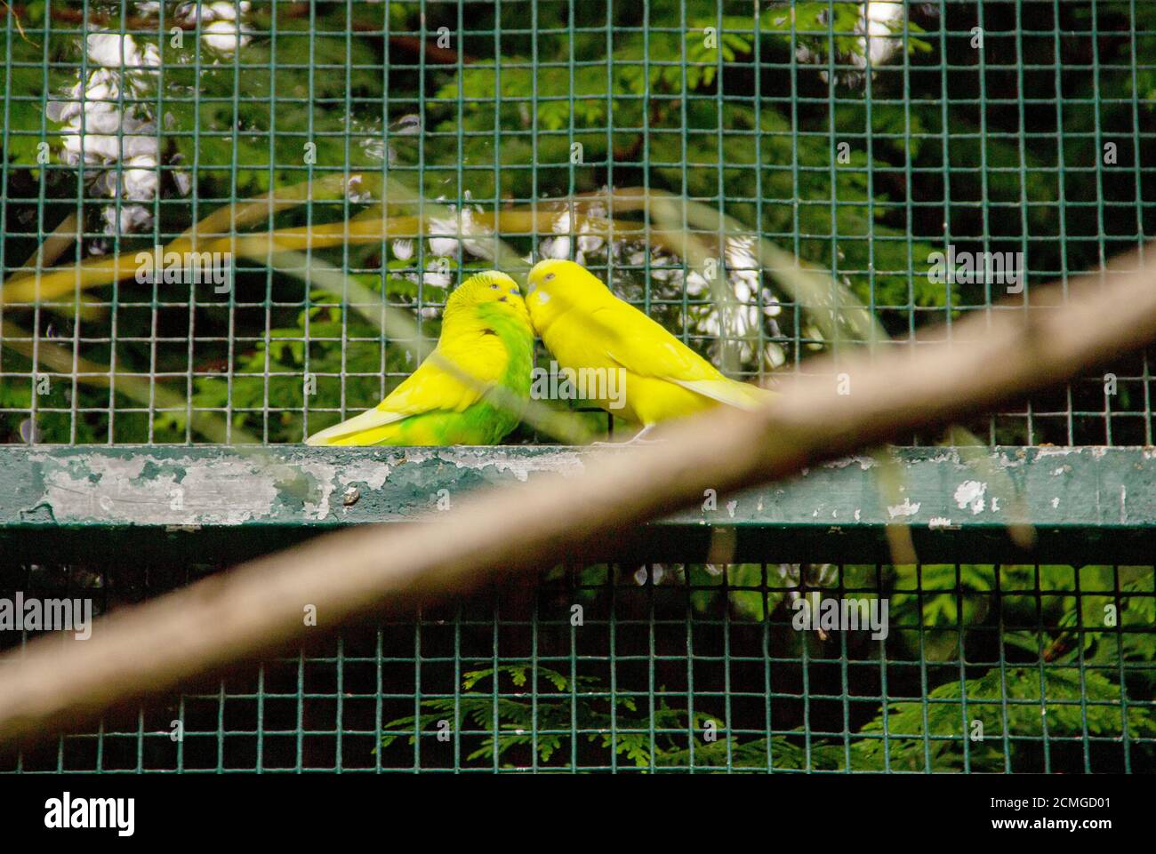 Vue de deux copains jaunes verts, le latin Melopsittacus undulatus Banque D'Images