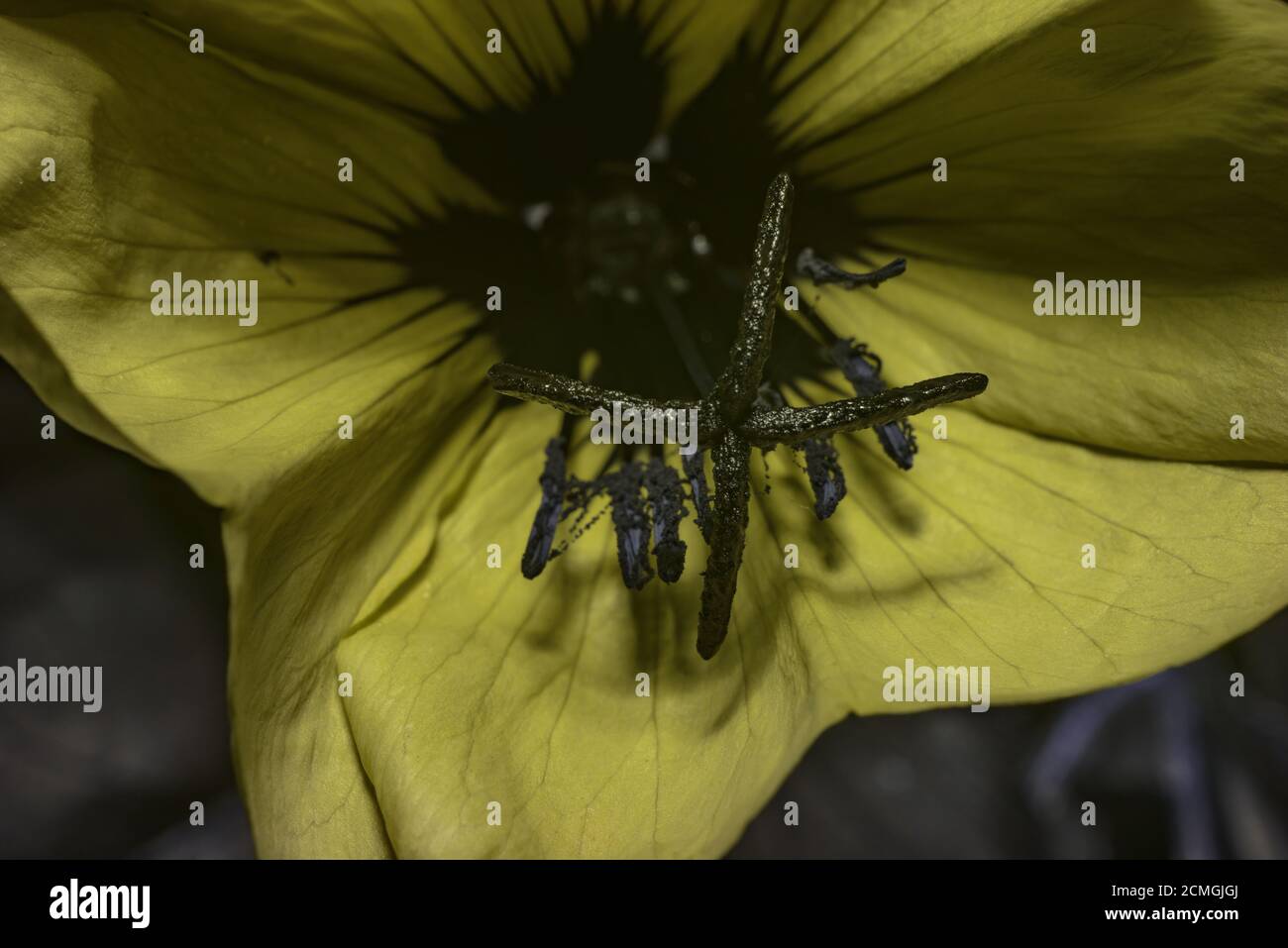 Les guides de nectar ou les marques de guide de miel dans les fleurs des espèces d'Oenothera biennis aident à guider les pollinisateurs vers les récompenses du nectar, pollen vu sous UV Banque D'Images