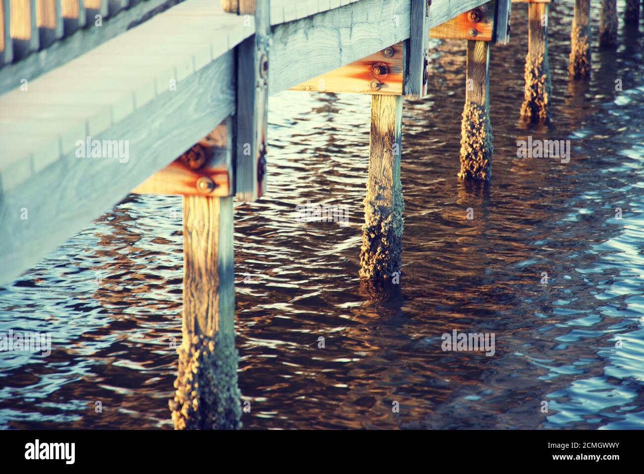 Gros plan sur le pont en bois incrusté de barnacle Banque D'Images