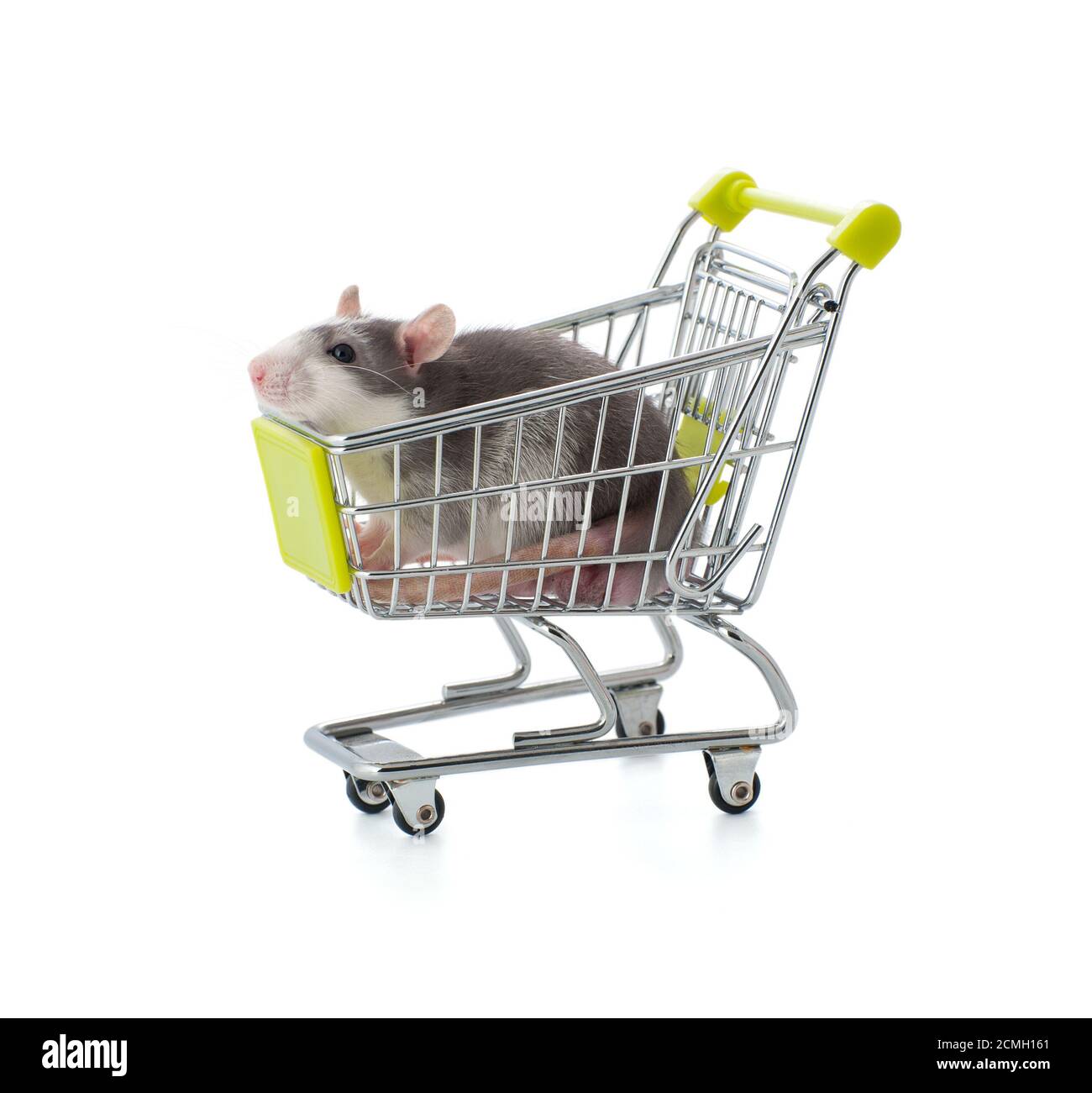 Le petit rat gris est assis dans un chariot. Banque D'Images